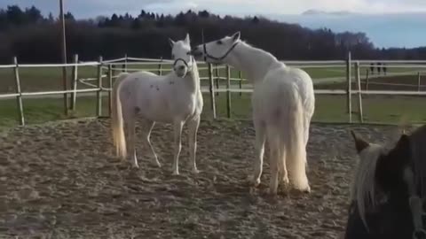 Affectionate courtship of horses, this you will not see anywhere else!