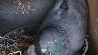 Flock it Farm: Shirley Pigeon feeding his baby