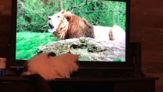 Cat watching lions.
