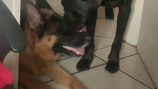 Lab Mix Loves Licking Shepherd's Head