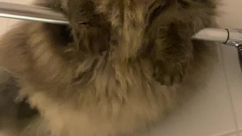 Siberian Cat Chills On Shower Rod