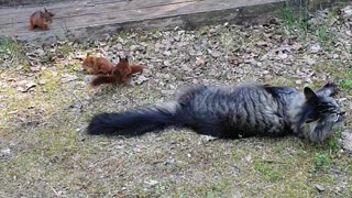 Cat Plays With Friendly Squirrels