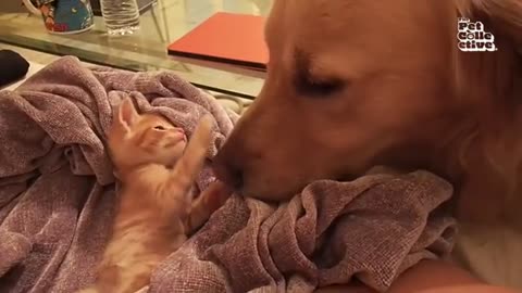 Funny😂 & cute💖 pets🐈 viral video ▶️