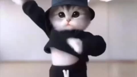 Cat Dancing Video 📸