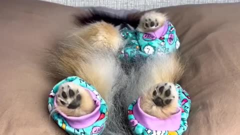 Cute Fluffy Dog Likes to Nap Wearing Pyjamas 😴