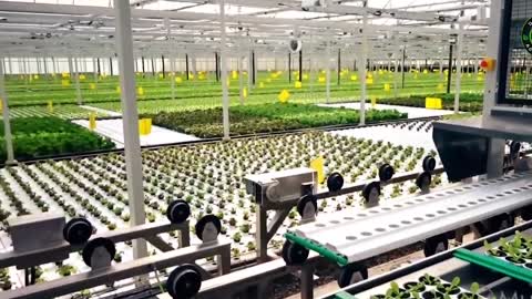 Hydroponic Training in Bangladesh | Muktodhara Technology Ltd