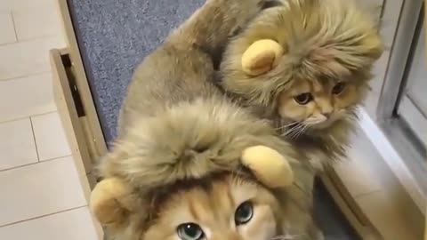Lion cat 😺