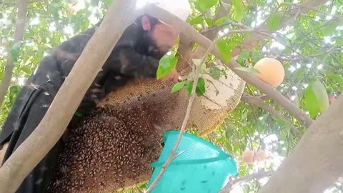 Honey harvesting || honey comb || honey collection