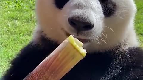 Panda eats bamboo shoots