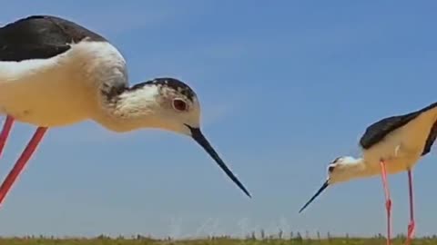Mother and father take turns at the bird