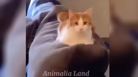 Funniest Animals 2023 😂 Funniest Cat video | viral video