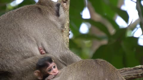 A Family of Monkeys on a Tree Branch