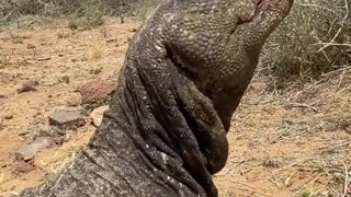 A living fossil, the Comodo dragon Is so huge .