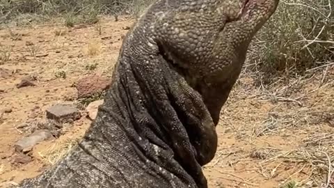 A living fossil, the Comodo dragon Is so huge .