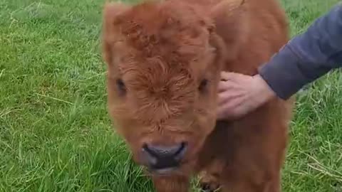 Cute Baby Highland Cow || ViralHog