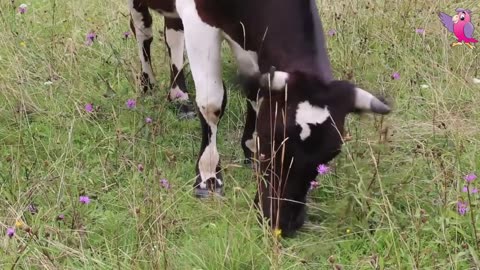 COW VIDEO 🐮🐄 COWS MOOING AND GRAZING IN A FIELD 🐄🐮
