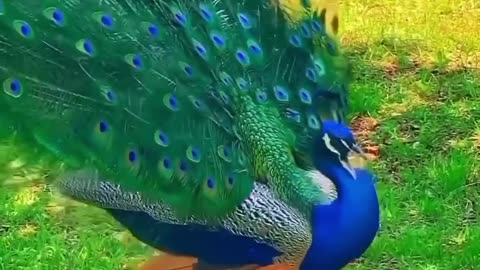 Graceful Peacock Dance