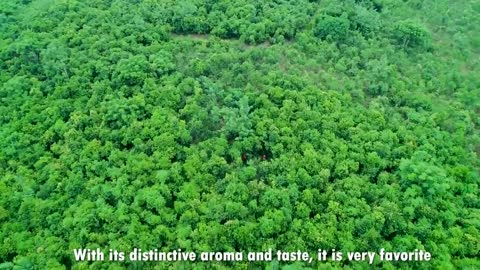 Cinnamon Making Process | Modern Ceylon Cinnamon Harvesting | How Ceylon Cinnamon Is Made