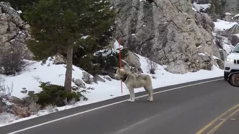 Yellowstone National Park Epic Wolf encounter April