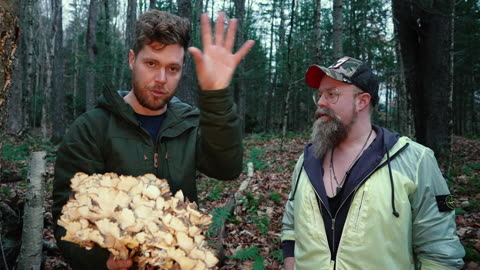 Why You Should ONLY Take MUSHROOM Fruiting Body, NOT Mycelium