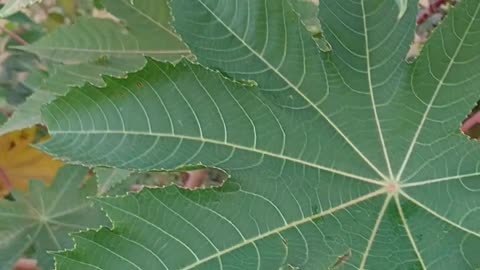 Não tinha valor essa planta