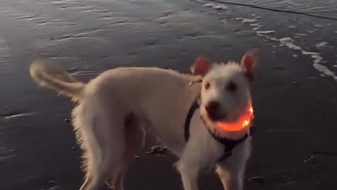 Dog shocked at ocean waves, starts barking at them