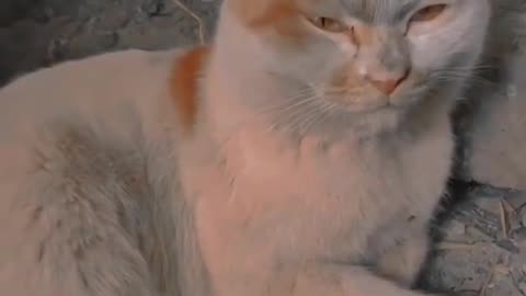 Cats Fighting and Meowing - These Two are Bloody Brothers | Viral Cat