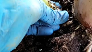 Separating Baby Banana Plants from Mother Plant