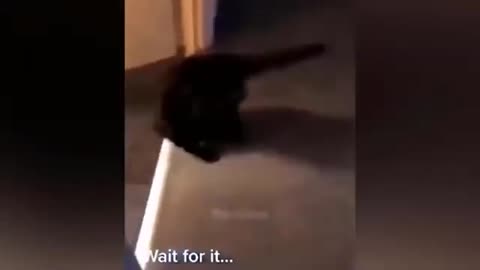 Funny laughing cat