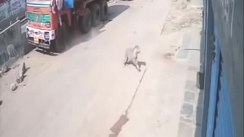 Leopard attacks on Dog - it's really shocking