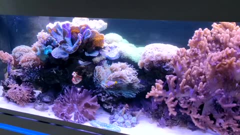 Recifal aquarium