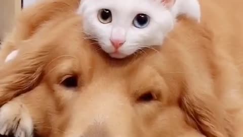 How cats and dogs love each other beautiful scene