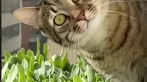 cute and very funny cat and dog compilation video 😻😻😻😻😻😻😻 #shortfeed