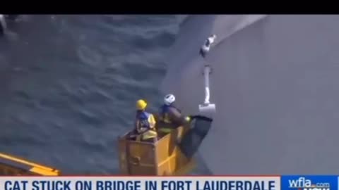 this cat stuck on a brige
