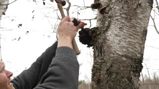 Chaga Mushroom: Finding and Preparing