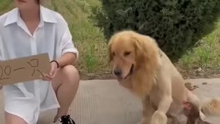 cute dog 🐶 #short #shortvideo #shorts