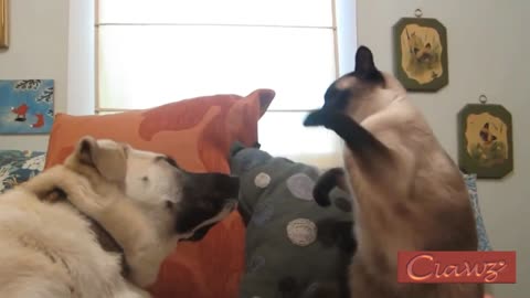 Cat shows off his Mayweather skills to rude dog