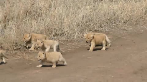 Adorable six young lions with theire mom