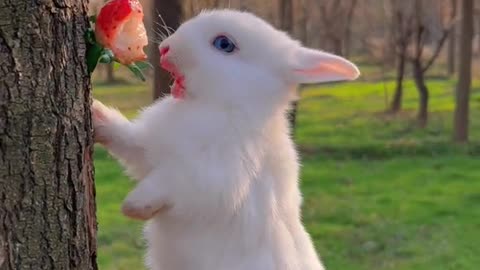 bunny standing on one leg