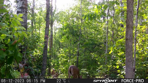 Trail camera compliation August 29, 2023