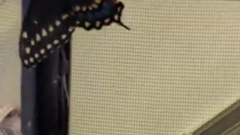 Eastern Black Swallowtail Emerged Part One