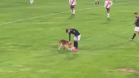 We have a good boy pitch invader! Just let him have the ball