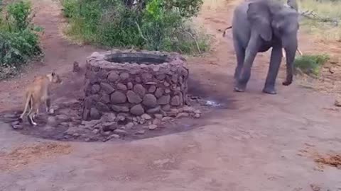 Elephant Splashes Lion! (CAUGHT ON CAMERA)
