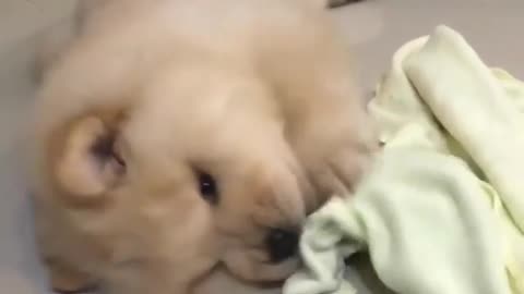 Lemme show you how tough is this fluff!