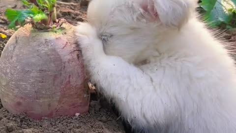 The little dog eats turnips and crunches,and it tastes delicious!