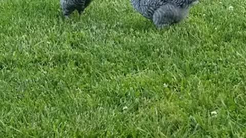 Chickens exhibiting aggresive postures