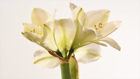 Amaryllis 'Christine' flower opening time lapse