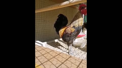 Rooster Crowing strong