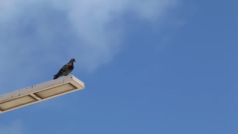 A Pigeon Perched On Top Of A Light Post