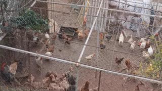 Hens and roosters in the coop
